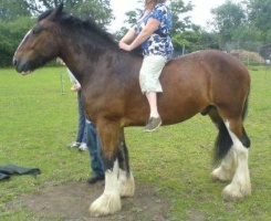 Horse